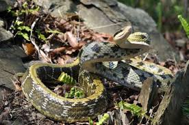 (mainland china and malaysia hokkien) python. é»'çœ‰éŒ¦è›‡ è‡ºç£åœ‹å®¶å…¬åœ'