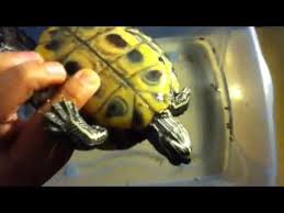 What kind of turtle do i have ? How To Tell What Kind Of Turtle I Have Youtube