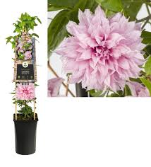 Plant where the vine will not receive full northern or western sun because the intensity may cause the plant to overheat and. Clematis Climbing Plants Multi Blue 3 0 Large Flowered Florastore