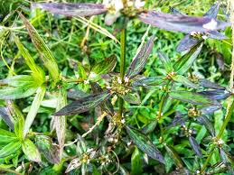 Image result for Spermacoce ocymoides