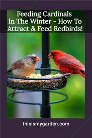 Feeding Cardinals In The Winter How To Attract Feed Redbirds Baby Bird Food Wild Bird Food Bird Feeders