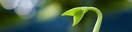 Rather, you can use a toothpick to balance it in the mouth and allow the roots to grow and feed on the water. Just Add Water Weird Ways Plants Germinate Curious