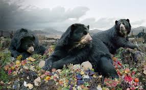 Resultado de imagen de animal invisible alborés