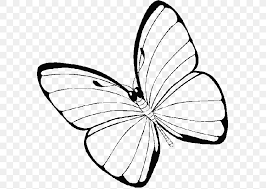 Free monarch butterfly coloring pages. Monarch Butterfly Coloring Book Drawing Png 600x583px Butterfly Adult Animal Area Arthropod Download Free