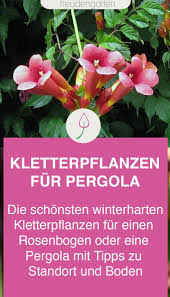 Die 9 Besten Mehrjahrigen Kletterpflanzen Fur Pergola Und Rosenbogen Kletterpflanzen Pflanzen Garten Bepflanzen