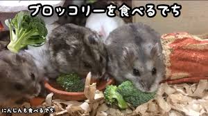 ブロッコリーとにんじんが大好きなハムスターたち ジャンガリアン Youtube
