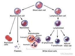 Maybe you would like to learn more about one of these? Definition Of White Blood Cell Nci Dictionary Of Cancer Terms National Cancer Institute