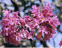 Image result for Handroanthus sp. near impetiginosus