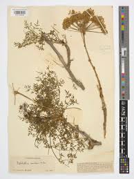 Image result for Diplolophium africanum