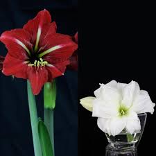 Image result for Hippeastrum sp. cultivars