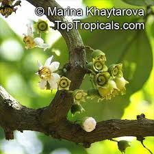 Image result for Bellucia