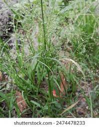 Image result for Eragrostis unioloides