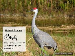 Check spelling or type a new query. 10 Birds That Look Like Herons Great Blue Heron Birds Advice