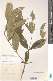 Image result for Empogona sp. A