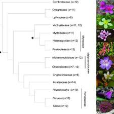 Image result for Dissotis pachytricha