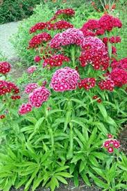 Flowers, wildflowers, vegetables, herbs, heirlooms, bulbs Sweet William Plant