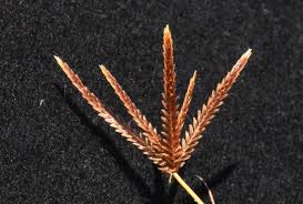 Image result for Cyperus amabilis