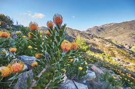 Image result for Protea rupestris