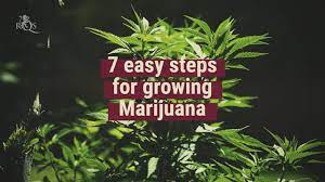 How To Grow Weed In 7 Easy Steps - Royal Queen Seeds