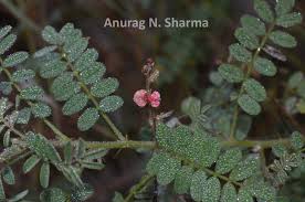 Image result for Indigofera colutea