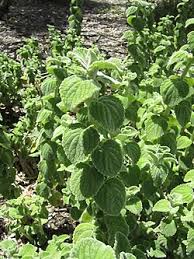 Image result for Plectranthus mandalensis