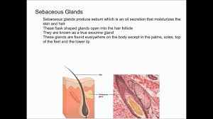 Image result for Sebaceous Gland