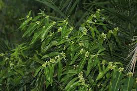 Image result for Polysphaeria