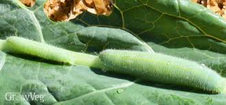 Slugs and snails can also be deterred by copper rings or copper tape placed around description: 3 Common Kale Pests And How To Manage Them
