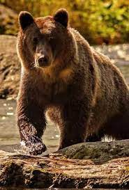 النمور في العالم خلفيات حيوانات مفترسة hd animals wildlife animals wild cats