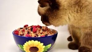 Chappy is back with even more flavor. Review Makanan Kucing Kitchen Flavor Beauty Kucingmania