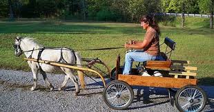 The Amazing Ez Trainer Horse Wagon Miniature Ponies Miniature Horse