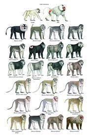Pin On Primates
