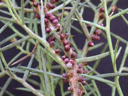 Image result for Apodanthaceae