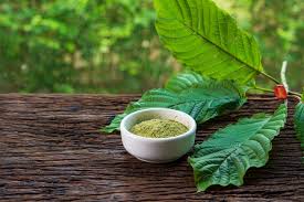 Manfaat dan khasiat daun ki urat untuk pengobatan. Mengenal Kratom Dari Manfaat Hingga Efek Konsumsinya Halaman All Kompas Com