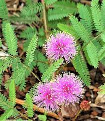 Mimosa Pudica Sensitive Plant Seeds X 7 Reacts To Touch Wind Or Breath Perfect For Sensitive Souls Can Be Grown As A House Plant Perennial Flowering Plants Plants Sensitive Plant