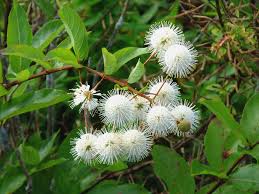 Image result for Cephalanthus