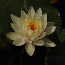 Image result for Nymphaea cf. mexicana