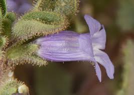 Image result for Anticharis