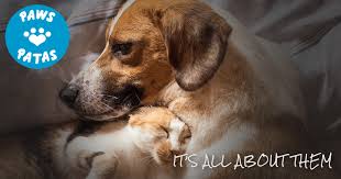 We did not find results for: Paws Patas