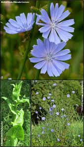 Image result for Icuria