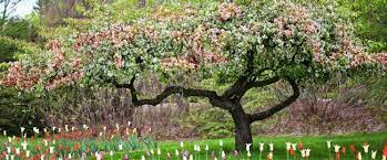 Use them in commercial designs under lifetime, perpetual & worldwide rights. Plants Trees Zehrs Flowers And Landscaping