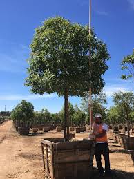 Click on the arrow(s) to open or close the tree branches. 48 Box Evergreen Options Element Wholesale Llc