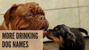 220 Fun Alcohol Inspired Dog Names Pethelpful
