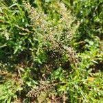 Image result for Sporobolus festivus