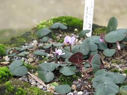 Image result for Cyclamen parviflorum