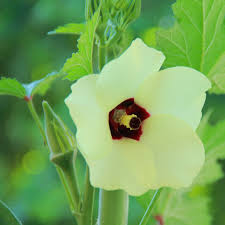 Maybe you would like to learn more about one of these? Okra Abelmoschus Esculentus 20 Seeds Onszaden