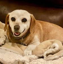 Coping with the loss of a beloved pet