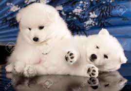 Puppies Japanese Spitz Stock Photo, Picture and Royalty Free Image. Image  23182674.