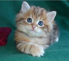 These cats are often compared to dogs in the way that they interact with their family! Siberian Cats And Kittens For Sale In Texas From Russia Are Hypoallergenic To Most People Cat Breeds Hypoallergenic Siberian Kittens Siberian Cats For Sale