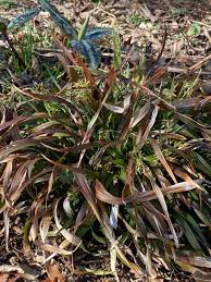 Image result for Luzula abyssinica